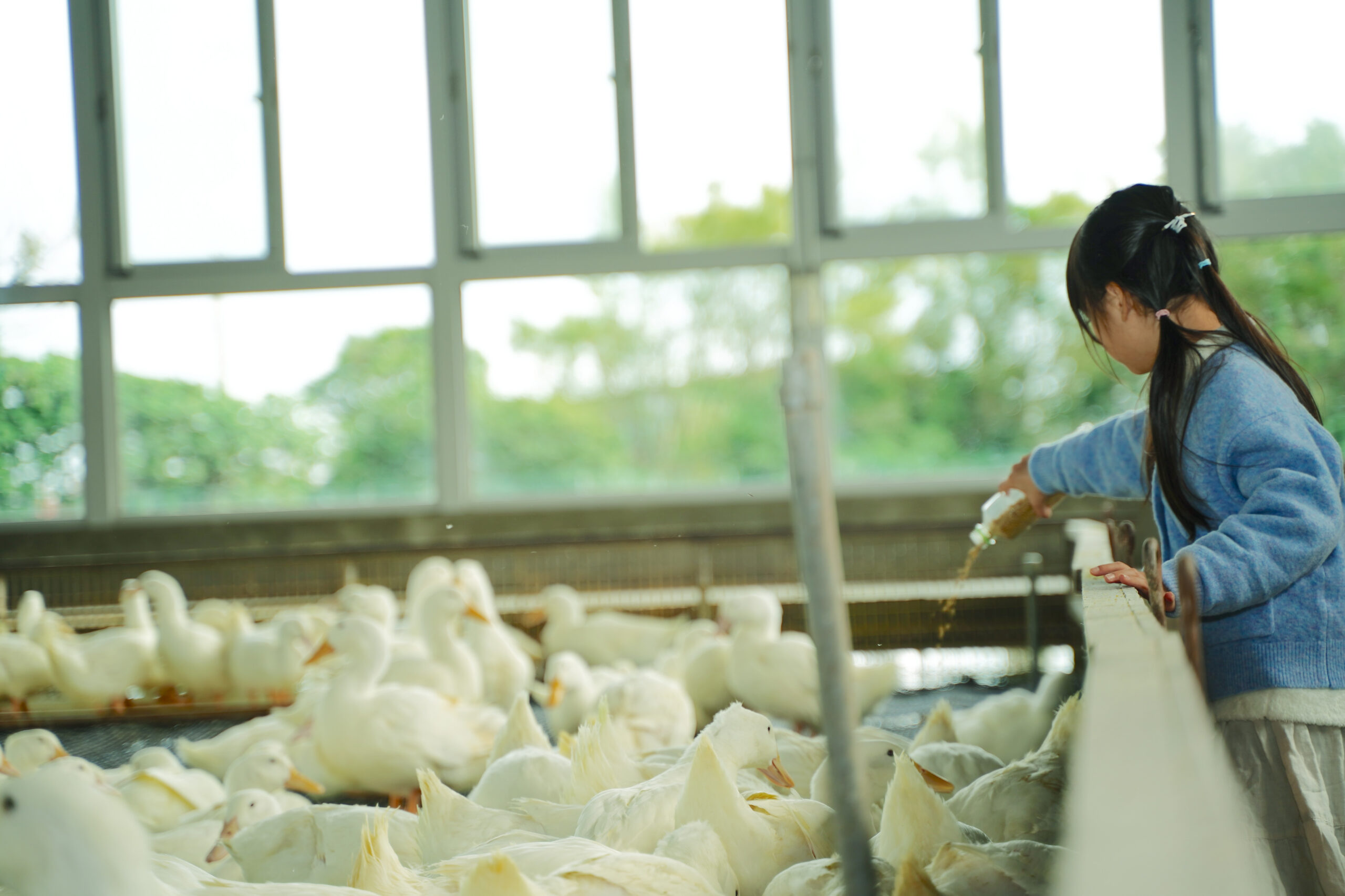 What to Do in Yilan - ProDuck Farm - WanderLens